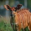 Critically endangered African antelope born in zoo