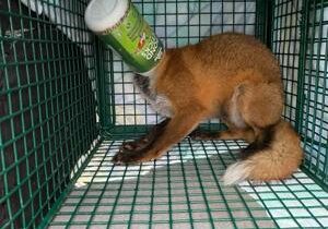 Fox rescued after getting head trapped in plastic container