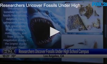 Researchers Uncover Fossils Under High School Campus September 10th 2024