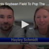 Farmer Plants Soybean Field To Pop The Question September 11 2024