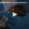 Nonprofit Wildlife Center Giving Animals A Second Chance September 27 2024