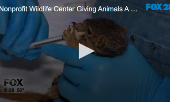 Nonprofit Wildlife Center Giving Animals A Second Chance September 27 2024