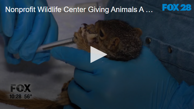 Nonprofit Wildlife Center Giving Animals A Second Chance September 27 2024