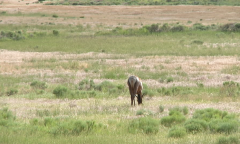 The 2024 Spokane Tribal Grazing Season to end early November