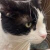 Cats at Spokane shelter test positive for panleukopenia