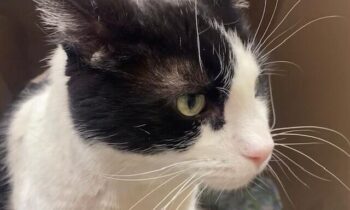 Cats at Spokane shelter test positive for panleukopenia