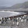 Australia moves to expand Antarctic marine park