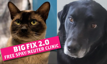 Free spay/neuter clinic coming up at Okanogan County Fairgrounds