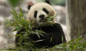 Pandas arrive in the US. Next stop is the National Zoo