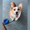 How this clever corgi learned how to understand sign language