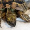 Tortoise miraculously escapes recycling center machinery