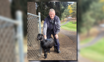 Pullman Police Department returns escaped goat to owner