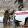 Bear being released into wild immediately attacks rescuers