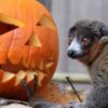 Zoo welcomes arrival of world’s most critically endangered lemur