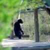 Spain seeks ground-breaking law for great apes