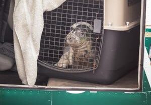 Sick seal pup rescued after being flown 300 miles in private plane