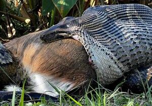 Study finds Burmese pythons can eat prey larger than previously thought