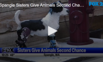 Spangle Sisters Give Animals Second Chance October 4th 2024