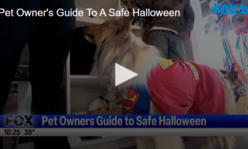 Pet Owner's Guide To A Safe Halloween October 25 2024