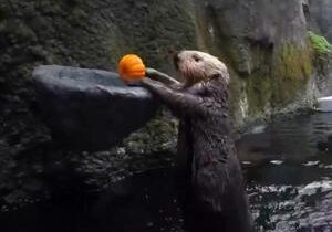 Watch rescued otters play basketball with pumpkins