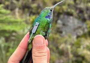 Tiny ‘bird backpacks’ being used to track hummingbird movement