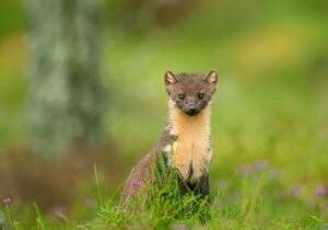 Pine martens returning to part of the country after 100 years