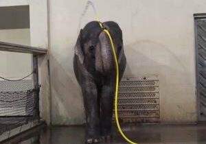 Clever elephant learns how to use hose to clean itself