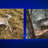 WA Fish and Wildlife investigating illegal elk and deer killings