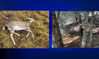 WA Fish and Wildlife investigating illegal elk and deer killings