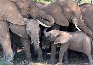 Elephant populations plummet by up to 90% in 50 years: study