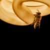 Study finds artificial light at night disrupting honey bee sleep cycles