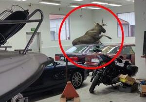 Loose moose causes over $12,000 of damage to expensive cars