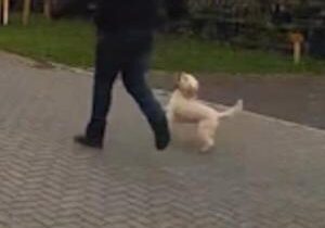 Moment family’s cockapoo dognapped in broad daylight