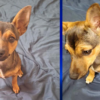 Whitman County Sheriff’s Office looking for dog owners