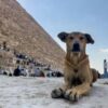 Stray dogs in Giza become tourist draw after ‘pyramid puppy’ sensation