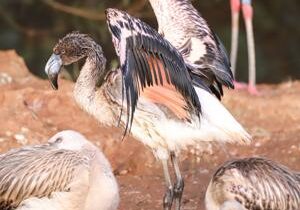 ‘Curious’ flamingo chick escapes zoo