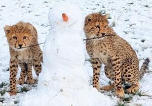 Adorable cheetah cubs seen experiencing snow for first time