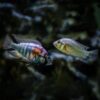 Study finds fish suffer from ‘social stress’ just like humans