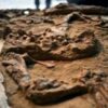 Peru scientists unveil crocodile fossil up to 12 million years old