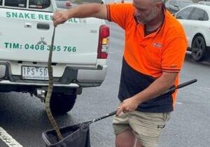 Driver in Australia finds deadly tiger snake on her leg