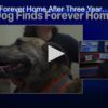 Dog Finds Forever Home After Three Years At Shelter November 8 2024