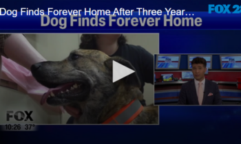 Dog Finds Forever Home After Three Years At Shelter November 8 2024