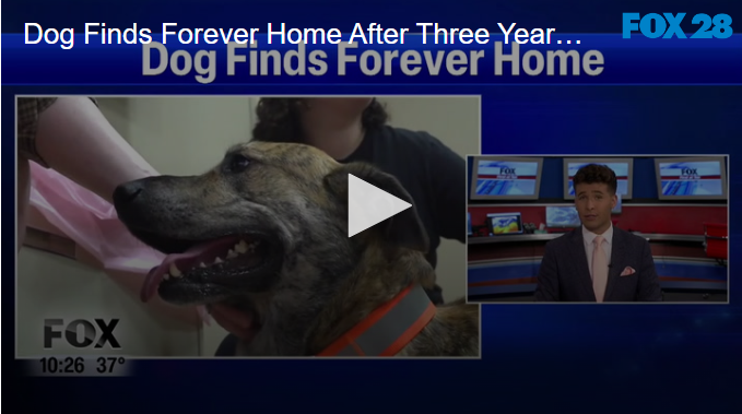 Dog Finds Forever Home After Three Years At Shelter November 8 2024