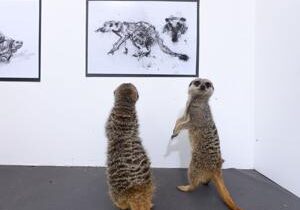 Animals attend art gallery to see their ‘pawtraits’ for first time