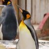 King penguin misgendered for years given new name