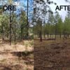 Spokane firefighters clear brush to prevent wildfires