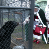 Animals at Cat Tails Wildlife Refuge enjoy Christmas gifts