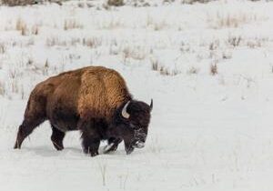 Chance to hunt bison on Blackfeet Reservation opens to all with lottery