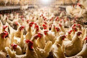 Cage-Free Egg Supply Takes Outsized Hit As Bird Flu Surges