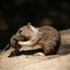 Cute carnivores: Bloodthirsty California squirrels go nuts for vole meat